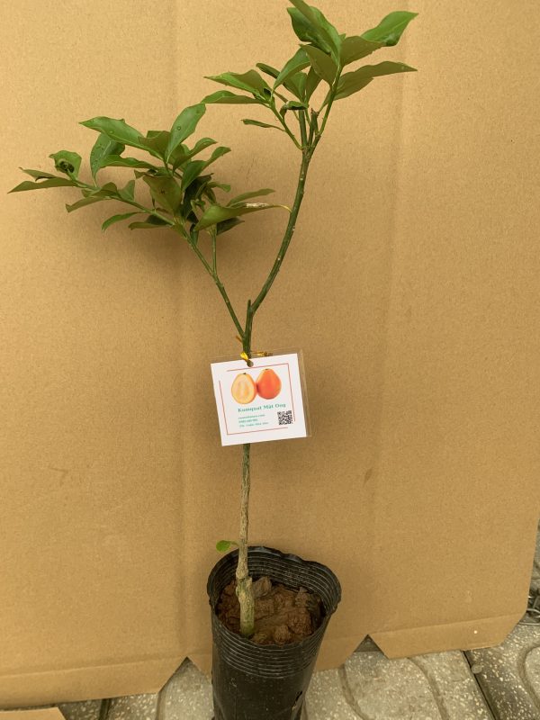 cây giống kim quất (quất ngọt Đài Loan) cây giống kim quất (quất ngọt Đài Loan)