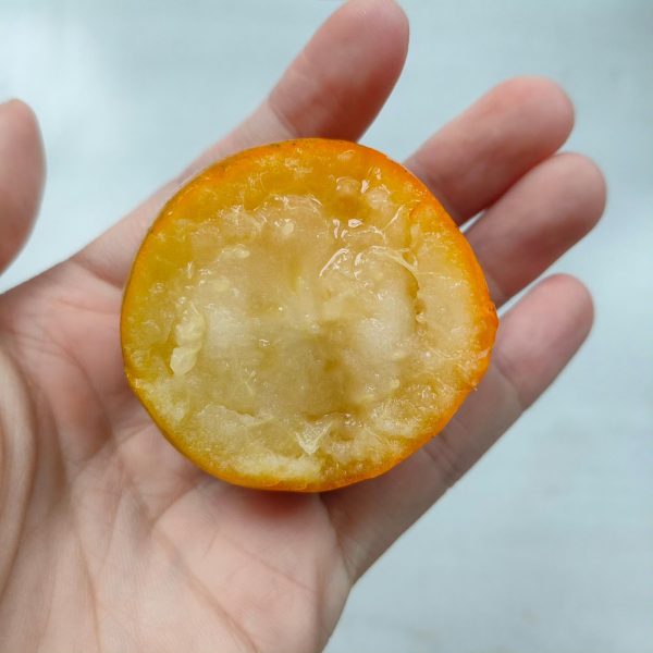 cây giống kim quất (quất ngọt Đài Loan) cây giống kim quất (quất ngọt Đài Loan)