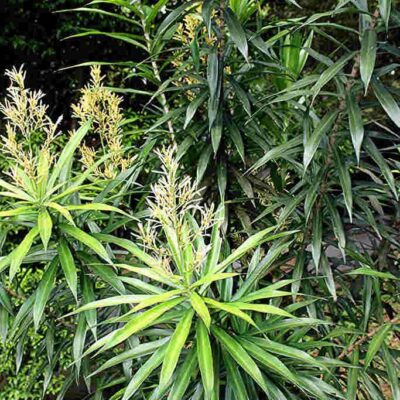 Giống cây bồng bồng (hay lá hen, bàng biển, tên khoa học Calotropis gigantea)