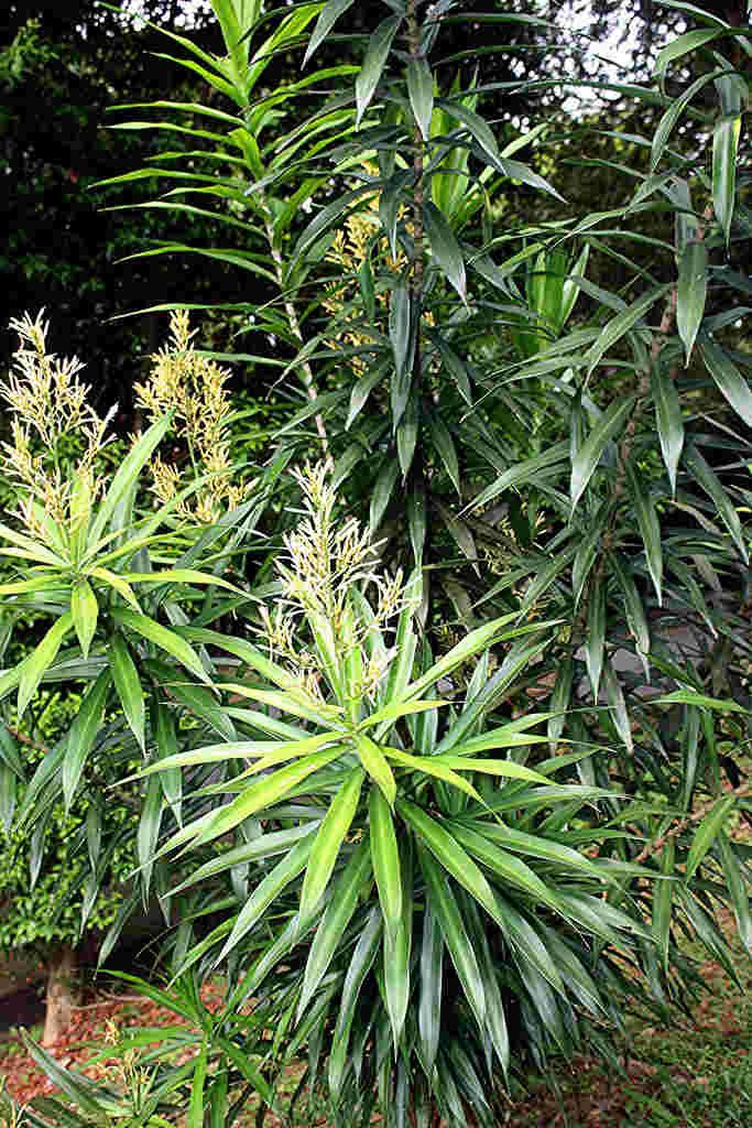 Giống cây bồng bồng (hay lá hen, bàng biển, tên khoa học Calotropis gigantea) Giống cây bồng bồng (hay lá hen, bàng biển, tên khoa học Calotropis gigantea)